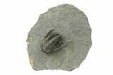 Diademaproetus Trilobite Fossil - Morocco #249894-2